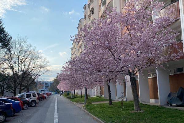 3 bedroom flat to rent, 72 m², Ježkova, Brno 3 bedroom flat to rent, 72 m², Ježkova, Brno