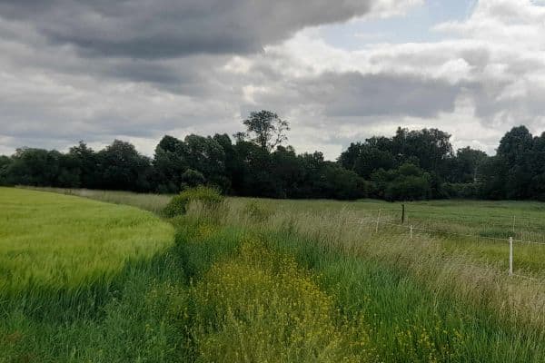 plot for sale, 2,900 m², Čachovice plot for sale, 2,900 m², Čachovice