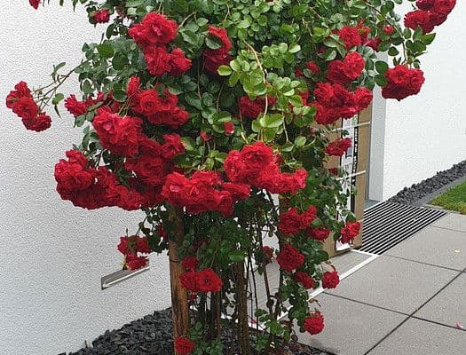 house for sale, 199 m², Kreillerstraße 144a, München, Bavaria house for sale, 199 m², Kreillerstraße 144a, München, Bavaria