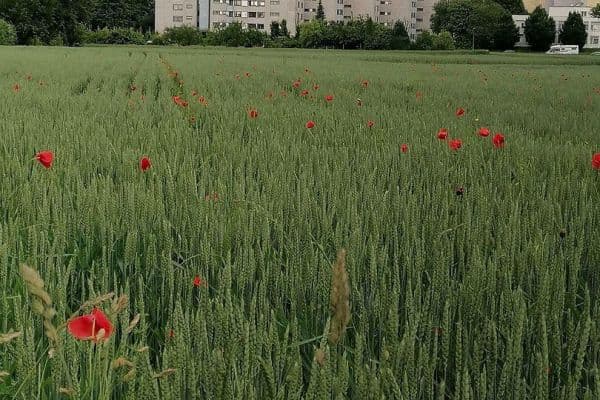 2 bedroom with open-plan kitchen flat for sale, 95 m², Stuttgart - Möhringen 2 bedroom with open-plan kitchen flat for sale, 95 m², Stuttgart - Möhringen