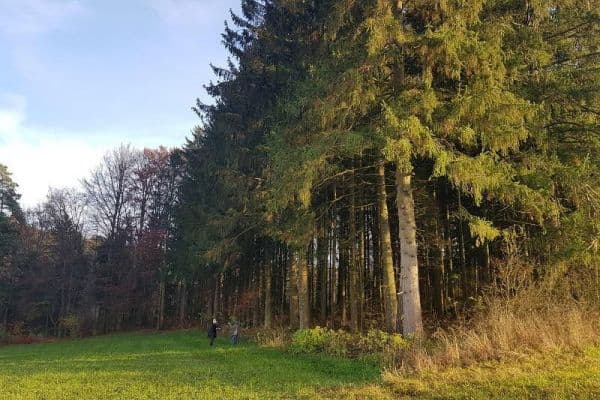plot for sale, 15,400 m², Hormersdorf Schnaittach plot for sale, 15,400 m², Hormersdorf Schnaittach