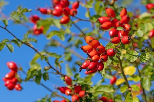 flat to rent, 25 m², Na struze, Olomouc flat to rent, 25 m², Na struze, Olomouc