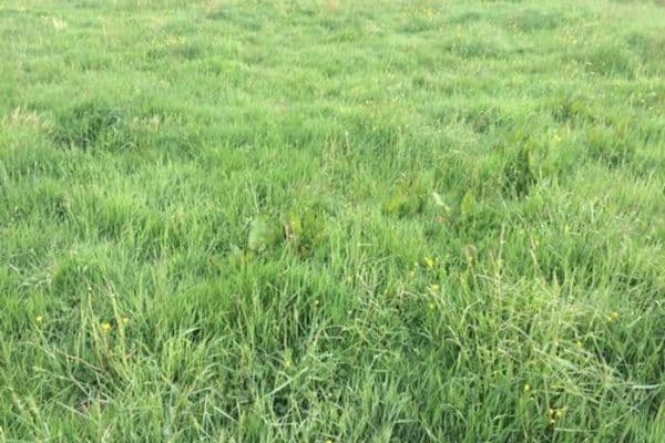 plot for sale, 156,000 m², Halle, Saxony-Anhalt plot for sale, 156,000 m², Halle, Saxony-Anhalt