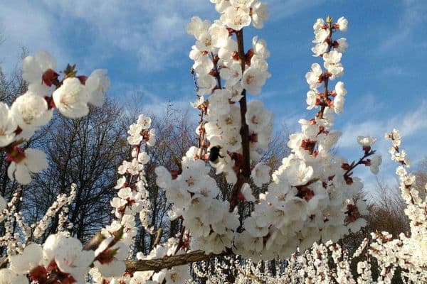 plot for sale, 5,300 m², KG Pömling, Emmersdorf plot for sale, 5,300 m², KG Pömling, Emmersdorf