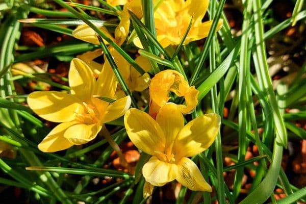 house for sale, 130 m², Calw-Stammheim house for sale, 130 m², Calw-Stammheim