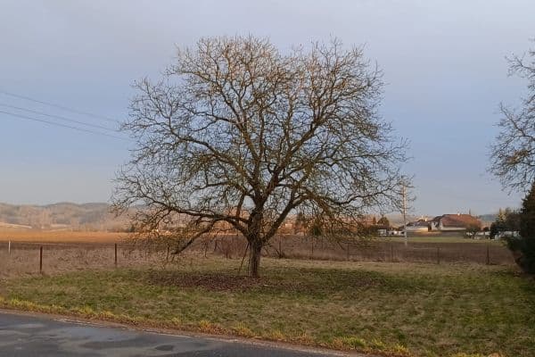 plot for sale, 1,008 m², Mnichovo Hradiště plot for sale, 1,008 m², Mnichovo Hradiště