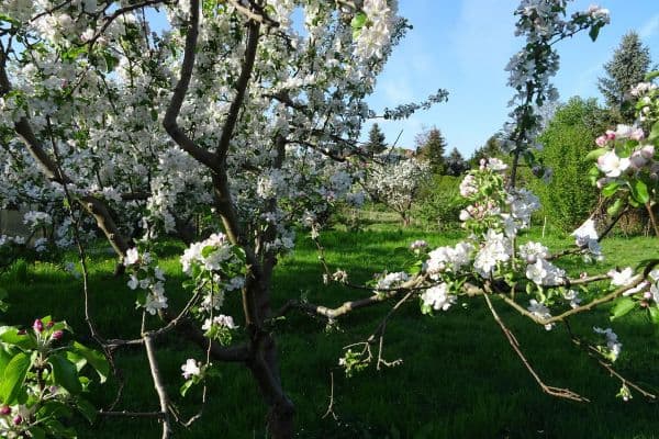 plot for sale, 4,340 m², Biesenthal plot for sale, 4,340 m², Biesenthal